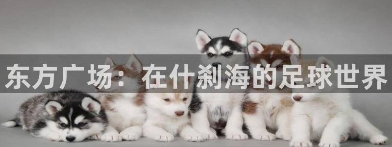 vsport体育在线官网