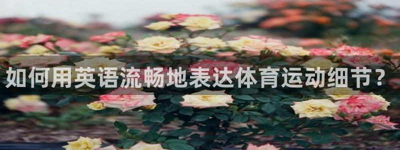 vsport体育在线官网